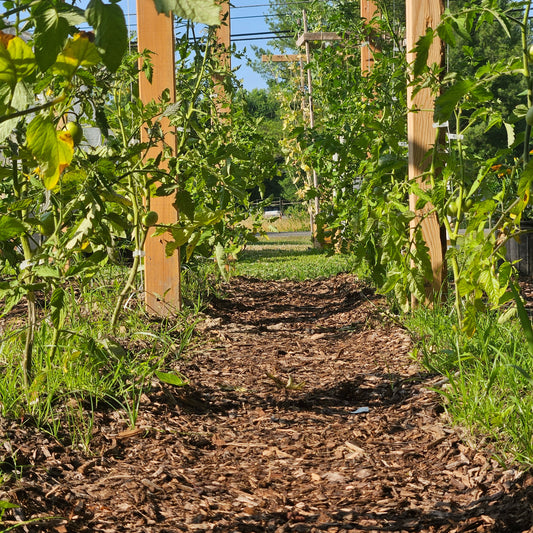 Plants