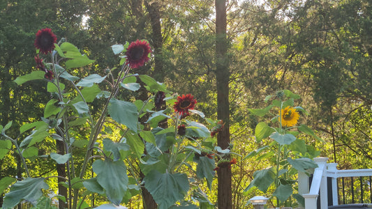 Flowers